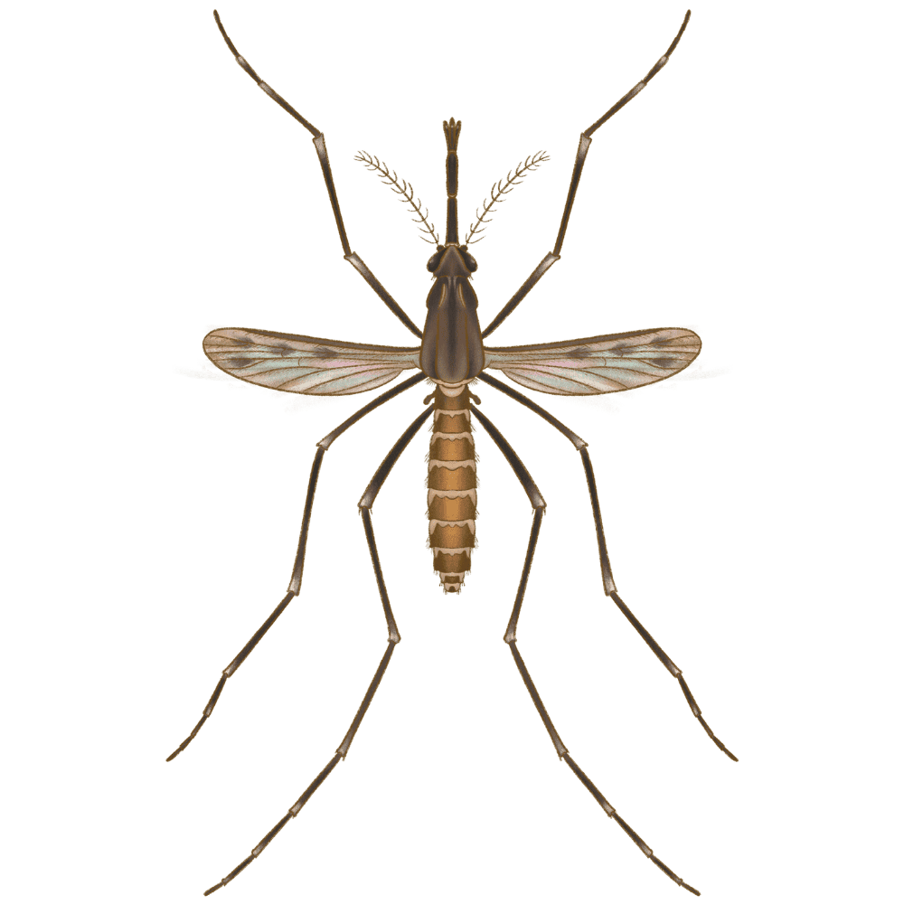 Common Malaria Mosquito