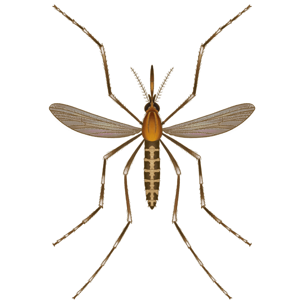 Eastern Saltmarsh Mosquito