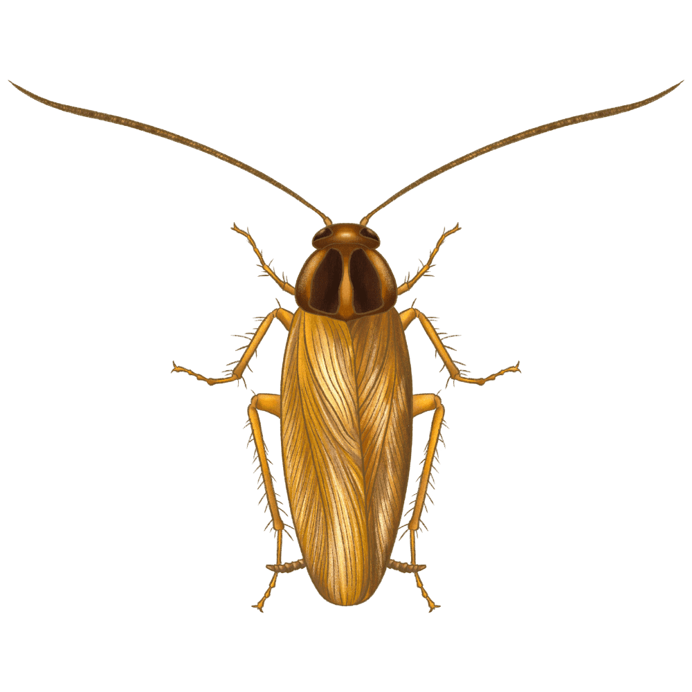 German Cockroach