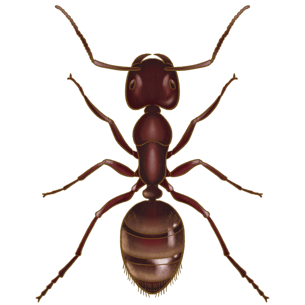 Black Carpenter Ant