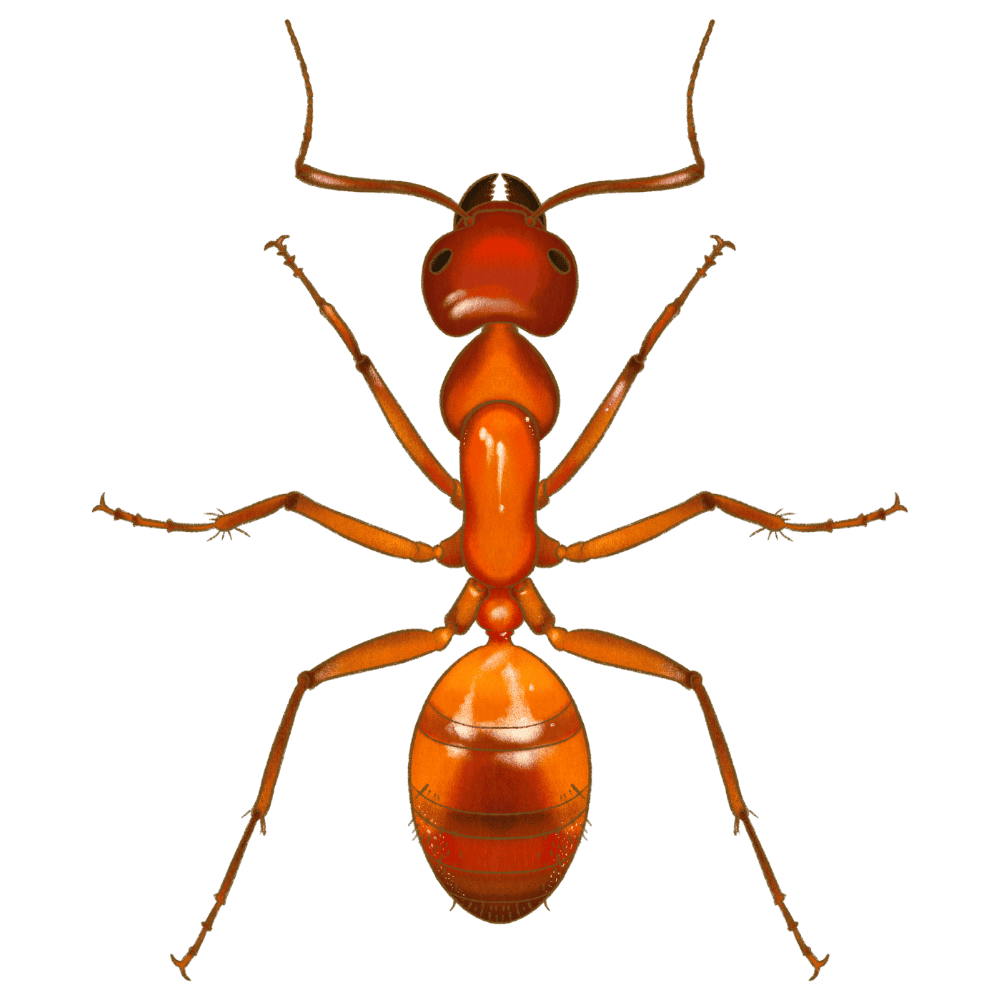 Chestnut Carpenter Ant