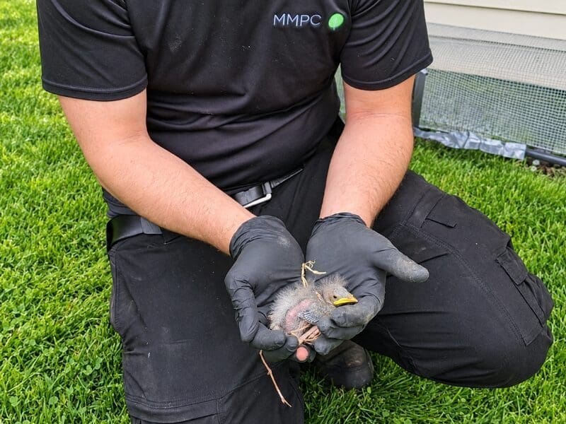 Bird removal baby bird