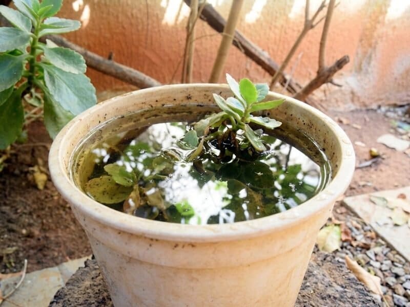 Standing water in potted plant