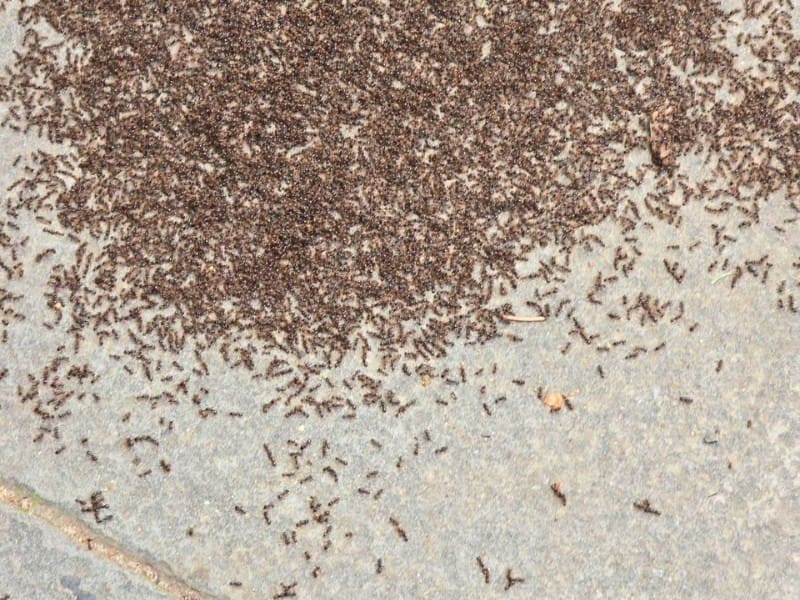 Pavement ants
