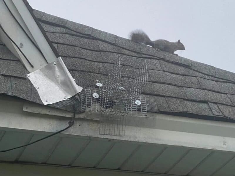 Squirrel one way trap