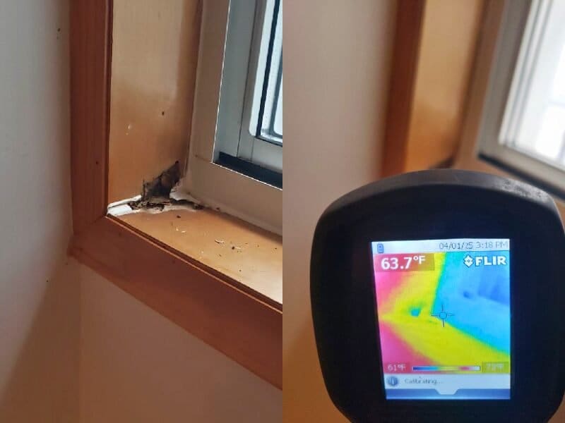 Termite inspection