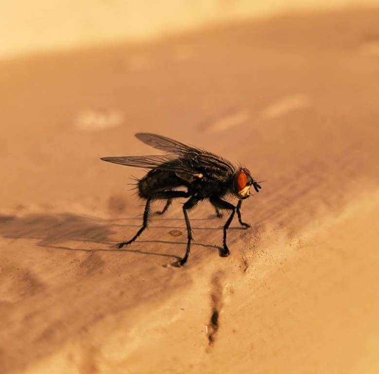 Close-up of a housefly for pest control services in Long Island City, NY