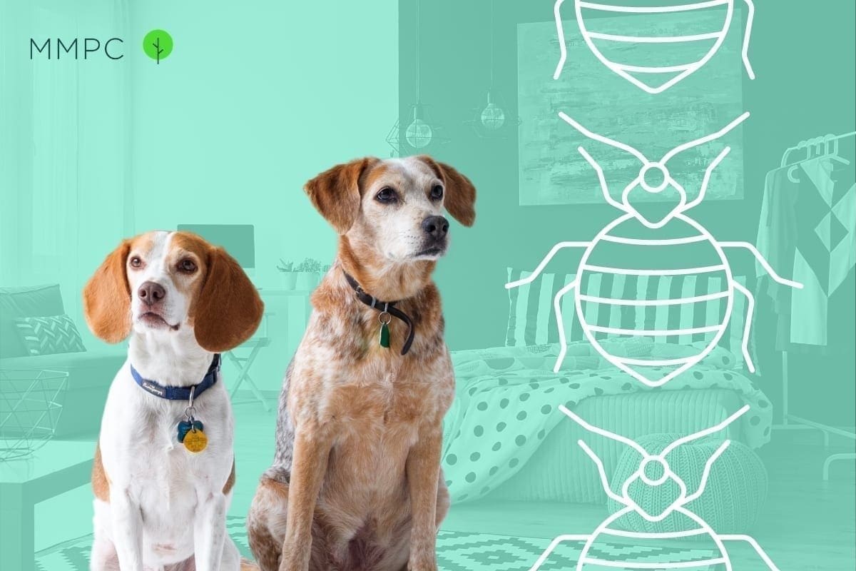 Preparing your home for a canine inspection