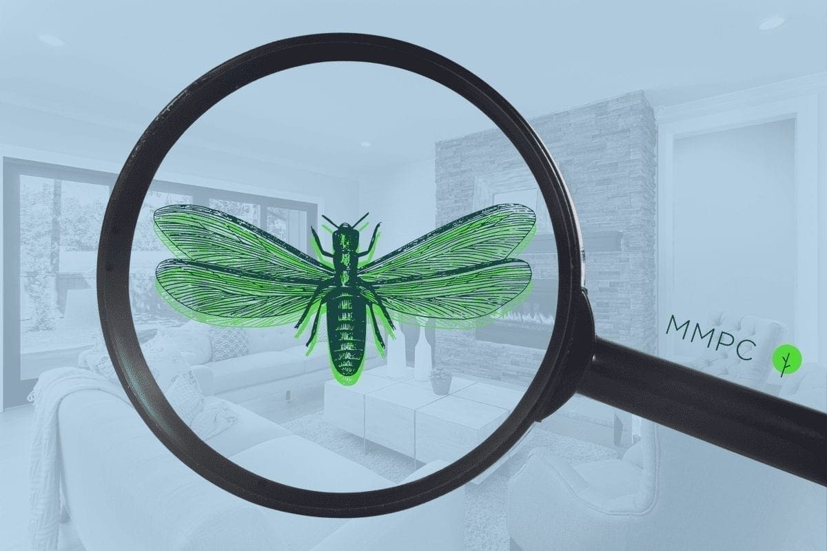 Termite swarmers and how to protect your home.