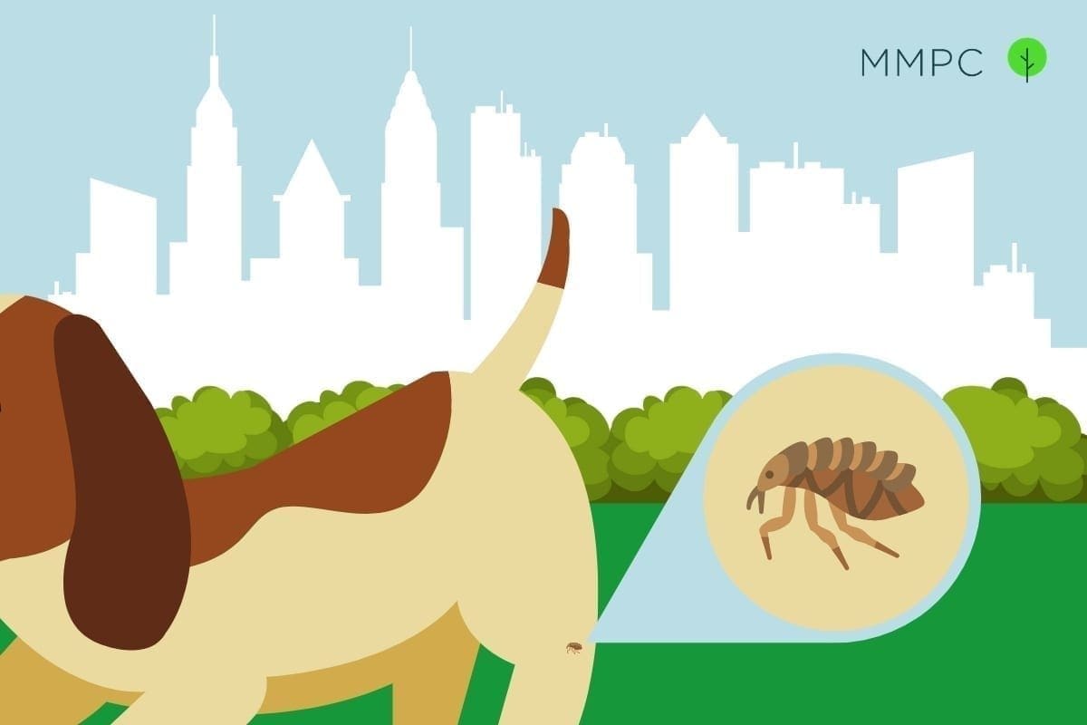 Flea control in NYC in 2021