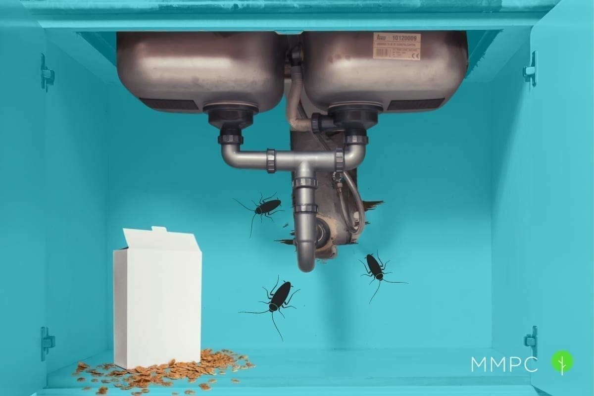 Things in your household that attract German and American cockroaches