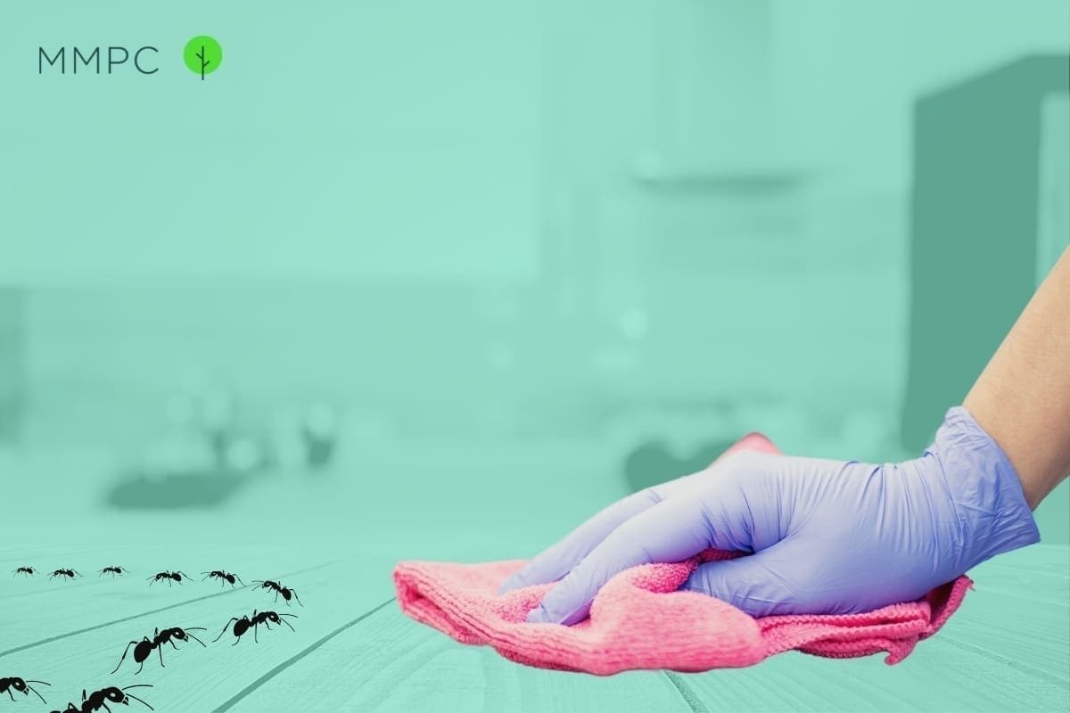 Keeping ants out of your kitchen.