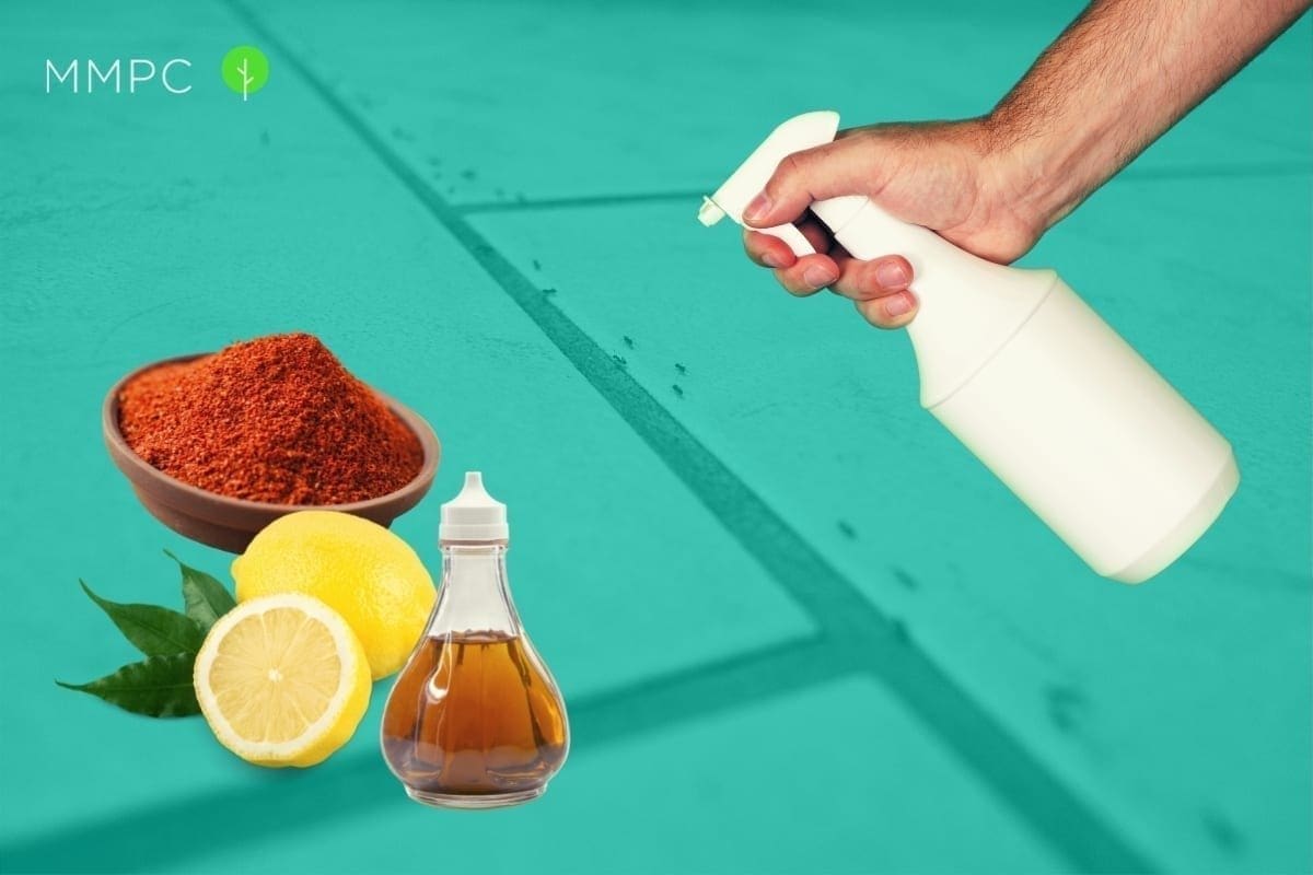 Natrual ways to keep ants out of your home.