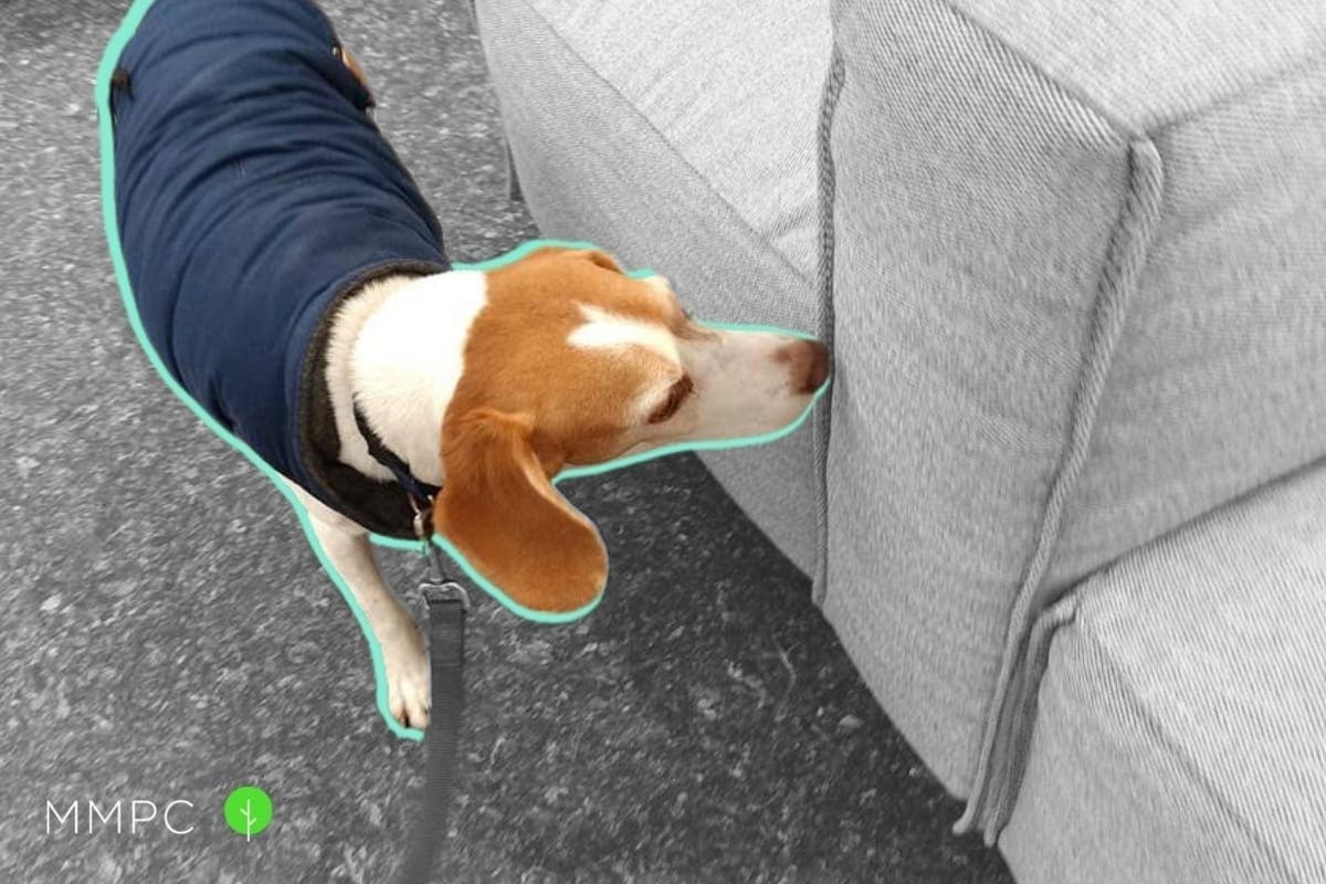 Bed bug sniffing Canines in NYC