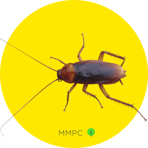 American Cockroach