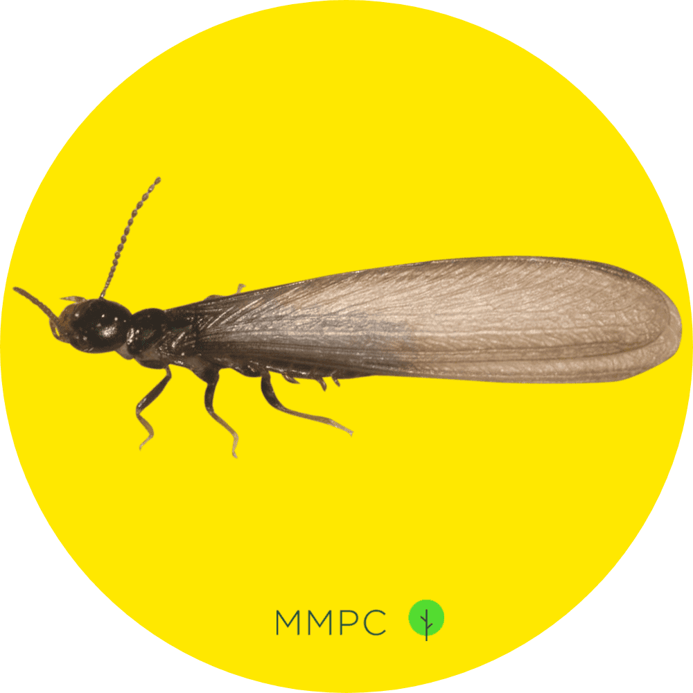 subterranean termite swarmer