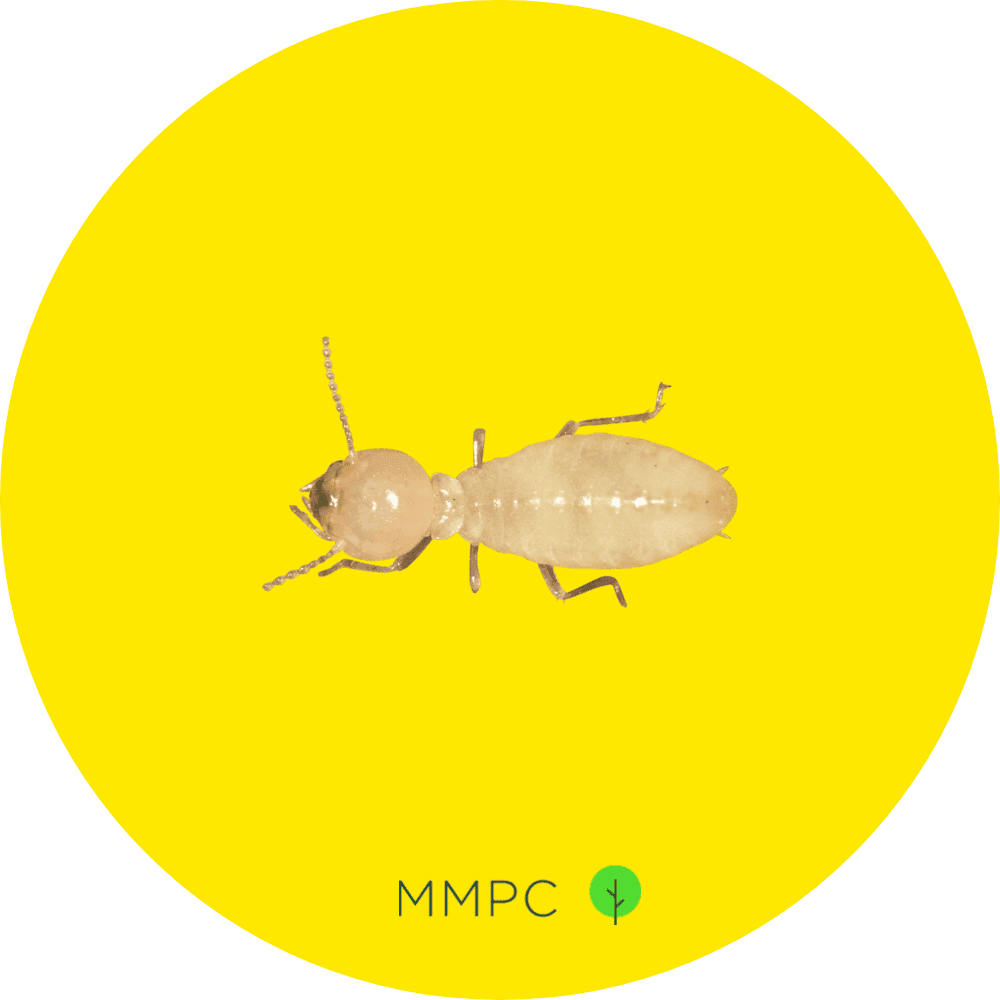 subterranean termite worker