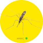 Common Malaria Mosquito