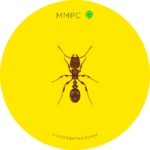 Pavement Ant
