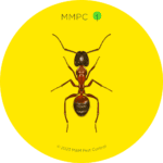 Red Carpenter Ant