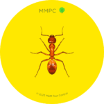 Chestnut Carpenter Ant