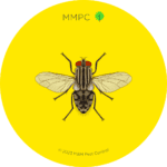 House Fly