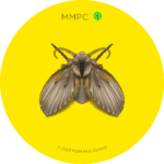 Drain Fly
