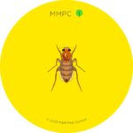 Phorid Fly