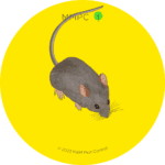 House Mouse