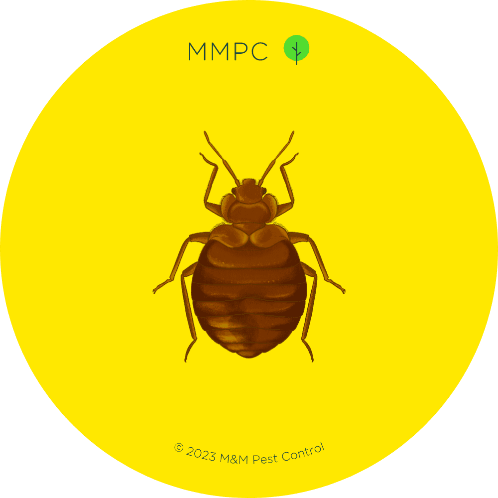 Bed Bug Adult