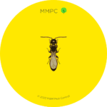Bethylid Wasp