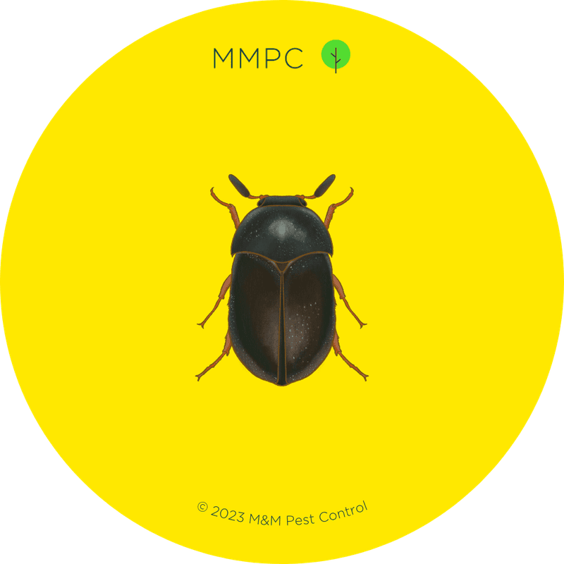 Black Carpet Beetle