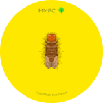 Varied Carpet Beetle Larva