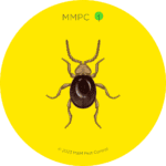 Shiny Spider Beetle