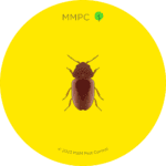 Cigarette Beetle