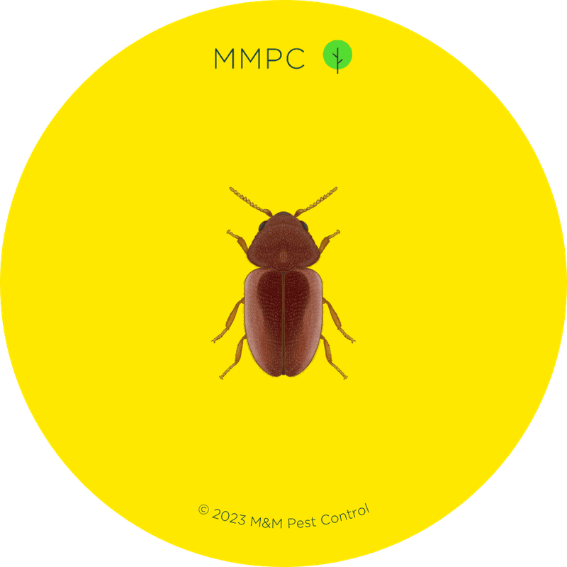 Cigarette Beetle