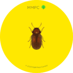Drugstore Beetle