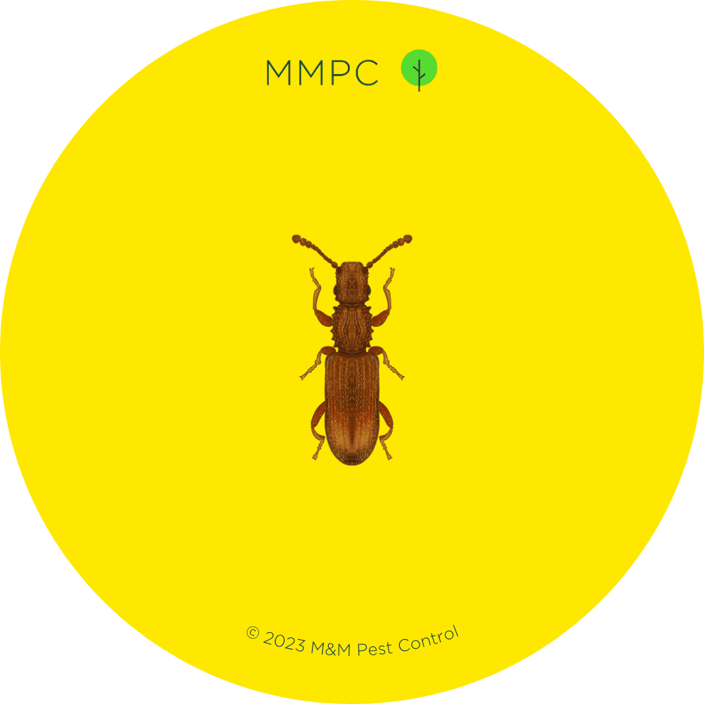 Sawtoothed Grain Beetle