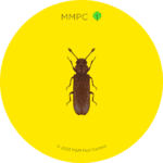 Powderpost Beetle
