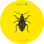 Black Vine Weevil