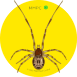 Common House Spider