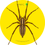Grass Spider