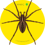 Wolf Spider