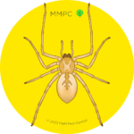 Yellow Sac Spider