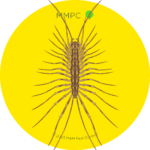 House Centipede