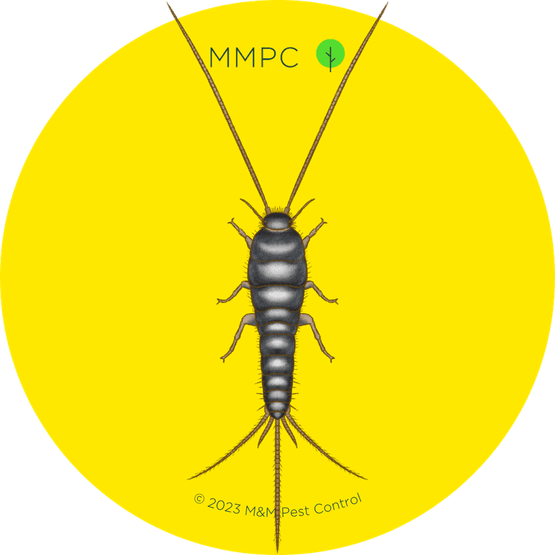 Silverfish