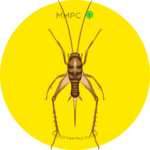Camel Cricket, also known as a Cave Cricket or Spider Cricket