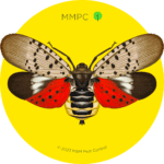 Spotted Lanternfly