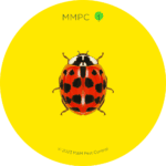 Asian Lady Beetle