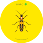 Soldier Beetle